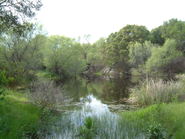 Bullfrog Pond